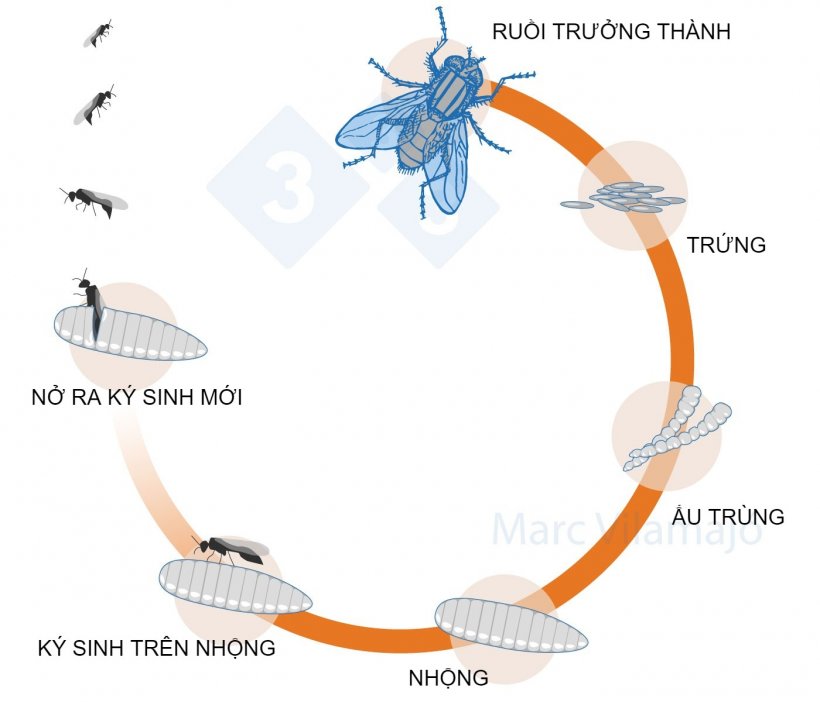 Hình 3. Vòng đời của ruồi bị gián đoạn bởi ký sinh trùng.